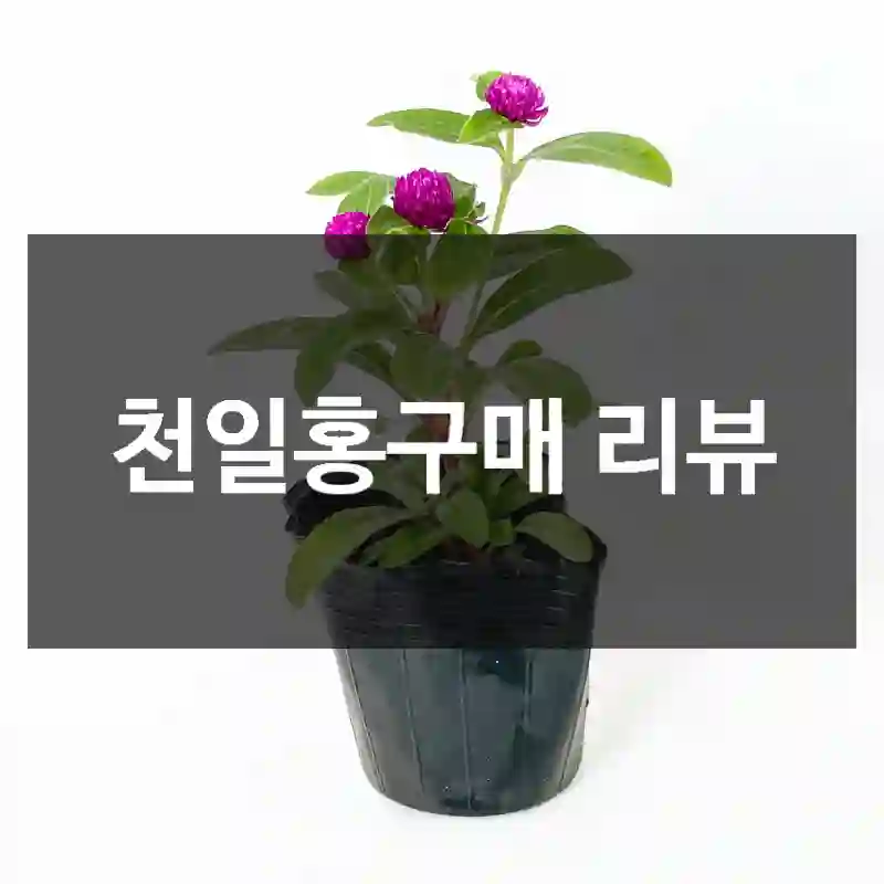 천일홍구매 리뷰