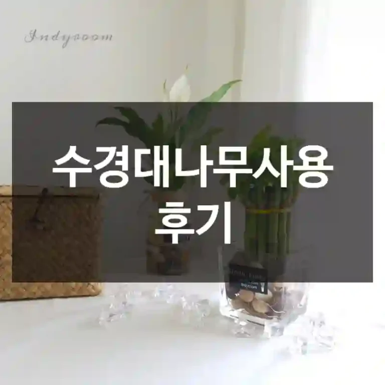 수경대나무사용 후기