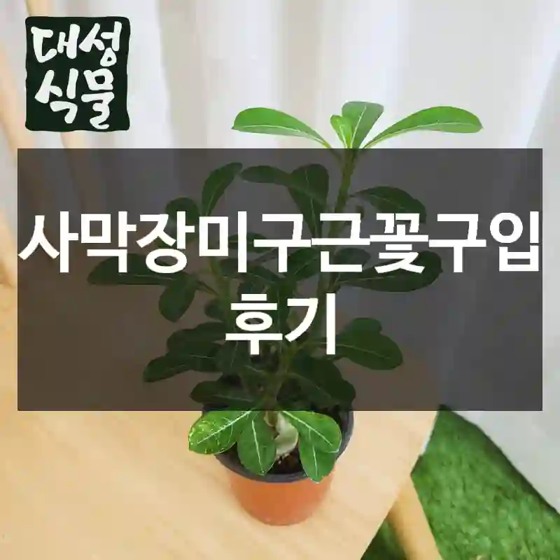 사막장미구근꽃구입 후기