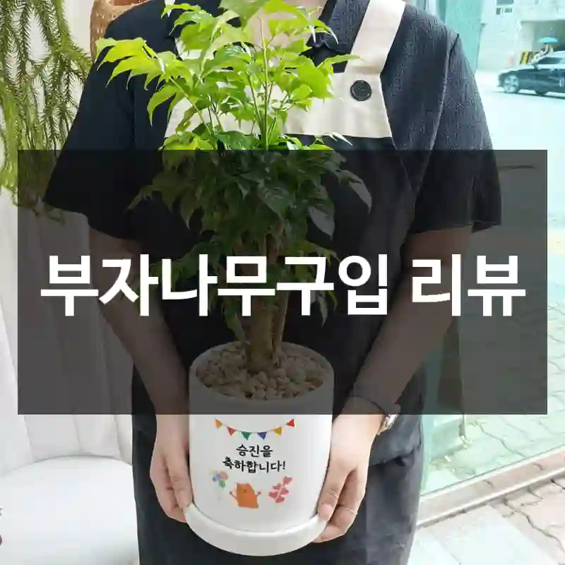 부자나무구입 리뷰