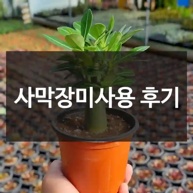 사막장미사용 후기